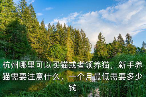 杭州買貓要多少錢一臺,杭州哪里可以買貓或者領養貓
