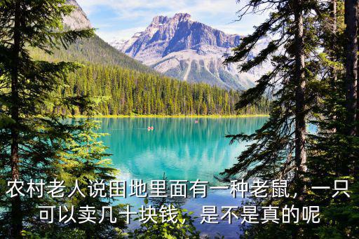 農(nóng)村老人說田地里面有一種老鼠，一只可以賣幾十塊錢，是不是真的呢
