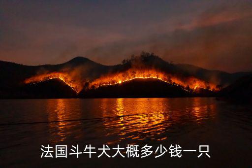 法國斗牛犬大概多少錢一只