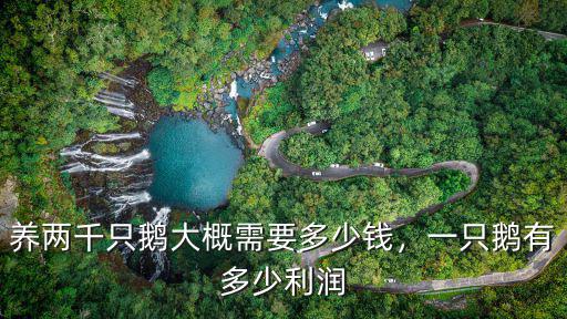 山東的肉鵝苗多少錢一只,一只鵝有多少利潤