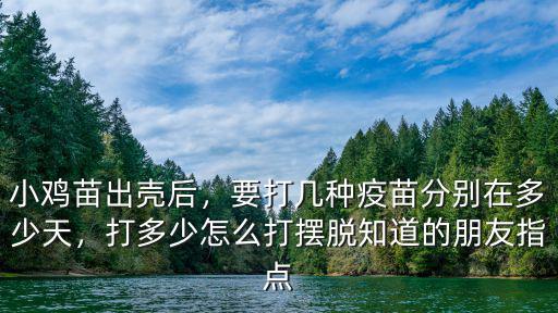 小雞苗出殼后，要打幾種疫苗分別在多少天，打多少怎么打擺脫知道的朋友指點