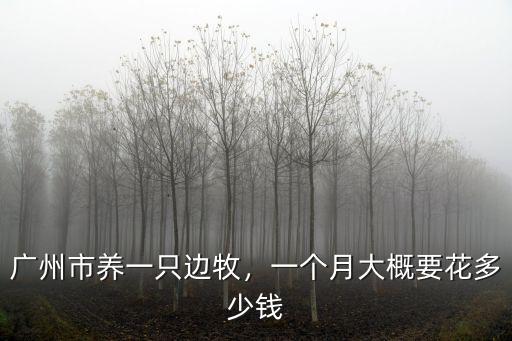 廣州狗糧多少錢一只,養一只泰迪需要花多少錢