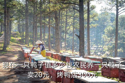 廣東湛江鴨價多少錢一只,活鴨子一只需要幾十塊錢