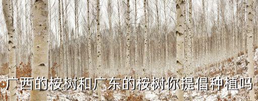 廣西的桉樹和廣東的桉樹你提倡種植嗎