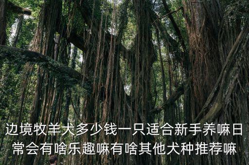 東莞哪里有牧羊犬多少錢一只,德牧多少錢一只