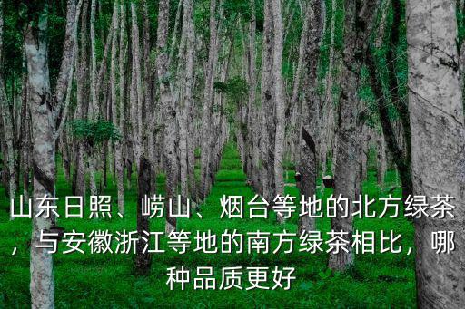 日照綠茶占山東綠茶產量的多少,煙臺等地的北方綠茶