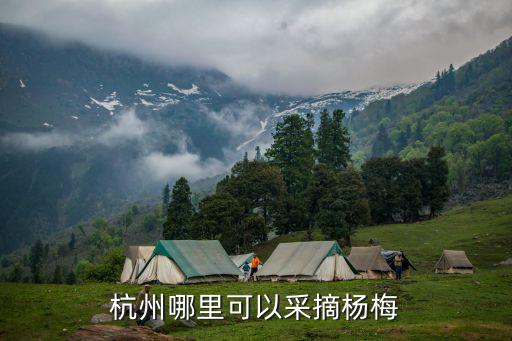 杭州哪里可以采摘楊梅