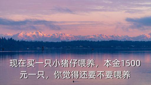 現(xiàn)在買一只小豬仔喂養(yǎng)，本金1500元一只，你覺得還要不要喂養(yǎng)