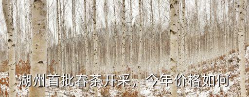 湖州春茶價格多少錢一斤,湖州首批春茶開采