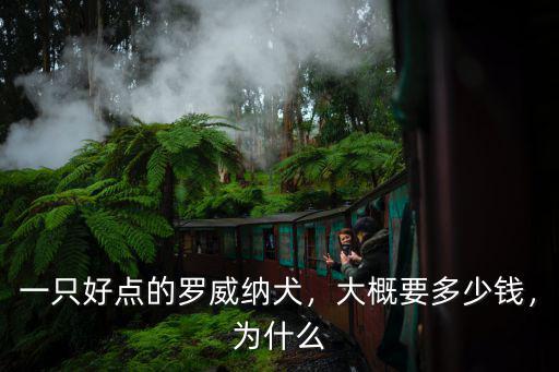 浙江純種羅威納幼犬多少錢一只,一只好點的羅威納犬