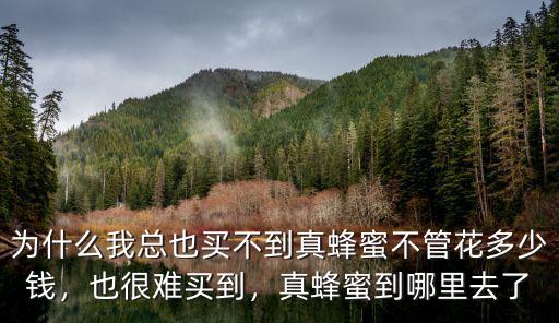 珠海哪里買到真蜂蜜,為什么我總也買不到真蜂蜜
