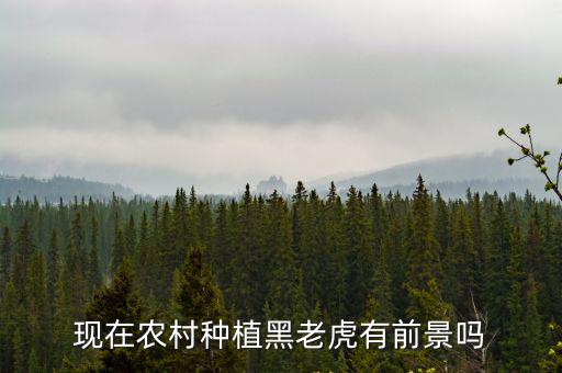 廣東哪里有黑老虎水果,黑老虎果實有多大
