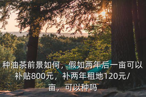 廣東油茶種植補貼是多少錢一畝地,種植30畝可收入多少錢
