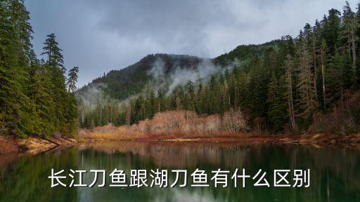 廣東長江刀魚哪里收購,長江刀魚跟湖刀魚有什么區別