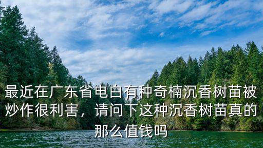 最近在廣東省電白有種奇楠沉香樹苗被炒作很利害，請問下這種沉香樹苗真的那么值錢嗎
