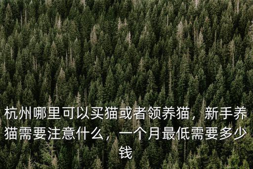 擼貓多少錢一個人杭州,杭州哪里可以買貓或者領養貓