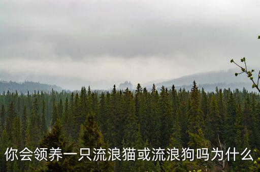 你會領養一只流浪貓或流浪狗嗎為什么