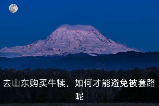 山東利木贊牛公牛犢多少錢一頭,小牛多少錢一頭