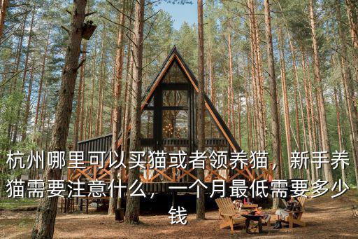 杭州買貓多少錢一只,杭州哪里可以買貓或者領養貓