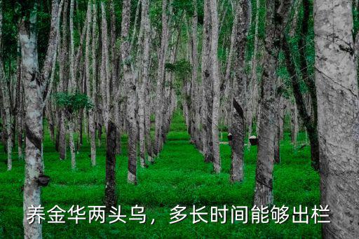 金華兩頭烏的豬能夠長多少斤,養金華兩頭烏