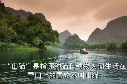 廣州哪里有山貓,山貓是指哪種貓科動物