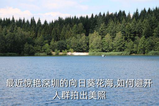 深圳哪里看向日葵花海,深圳哪里有好看的花海