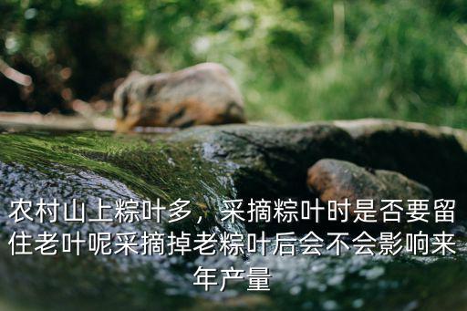 惠州哪里有粽葉采摘,有哪些快速采摘技巧的辦法