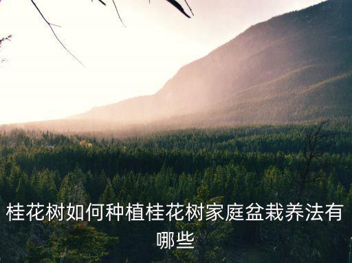桂花樹如何種植桂花樹家庭盆栽養法有哪些
