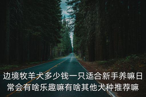 邊境牧羊犬多少錢一只適合新手養嘛日常會有啥樂趣嘛有啥其他犬種推薦嘛