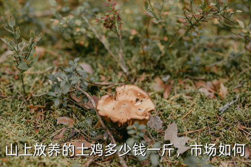 山上放養(yǎng)的土雞多少錢(qián)一斤，市場(chǎng)如何