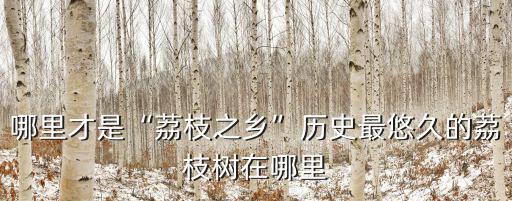 廣州最老的樹在哪里,歷史最悠久的荔枝樹在哪里