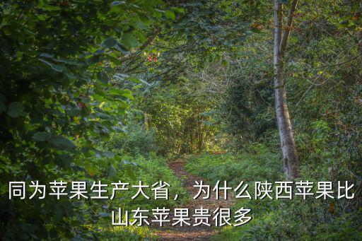 同為蘋果生產大省，為什么陜西蘋果比山東蘋果貴很多
