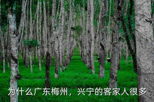 為什么廣東梅州，興寧的客家人很多