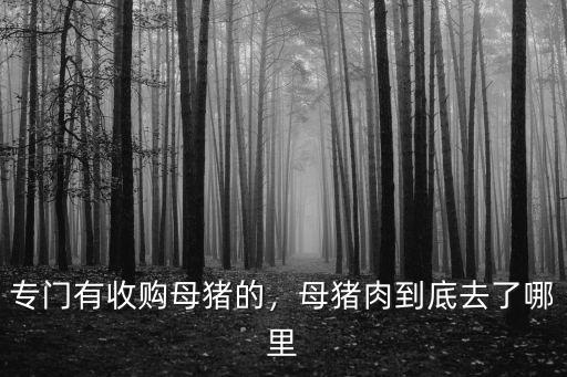 專門有收購母豬的，母豬肉到底去了哪里