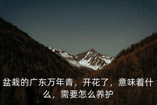 廣東萬年青開花怎么繁殖,盆栽的廣東萬年青