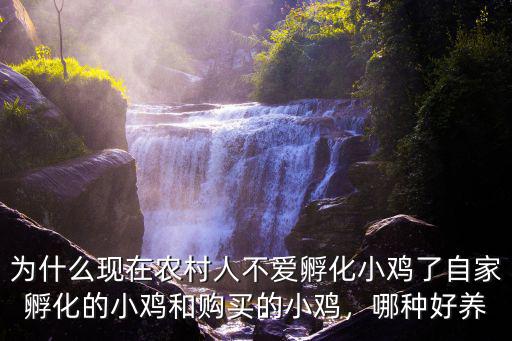 為什么現在農村人不愛孵化小雞了自家孵化的小雞和購買的小雞，哪種好養