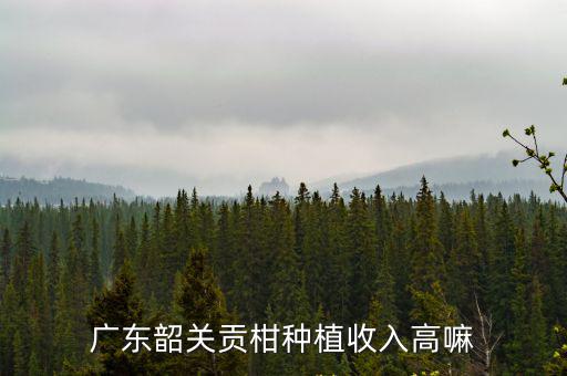 韶關柑桔哪里種植最多,廣東韶關貢柑種植收入高嘛