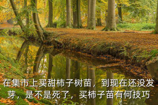 江門柿子樹苗哪里買,在集市上買甜柿子樹苗