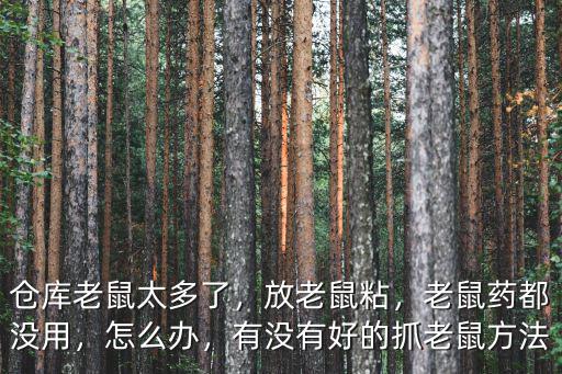 倉庫老鼠太多了，放老鼠粘，老鼠藥都沒用，怎么辦，有沒有好的抓老鼠方法