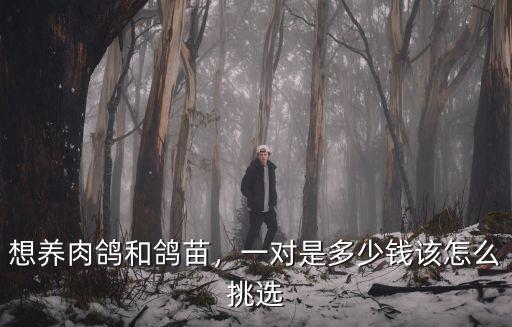 山東嘉祥大鴿子多少錢一對,觀賞鴿子通常多少錢一對