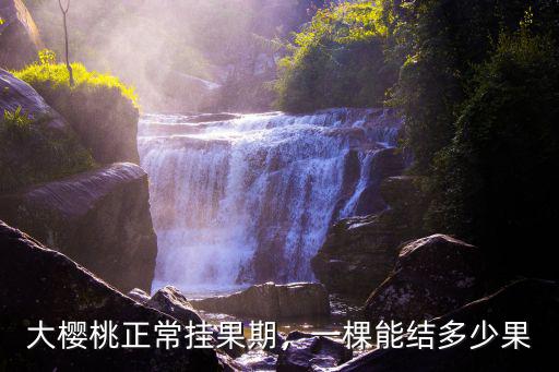 大櫻桃正常掛果期，一棵能結多少果