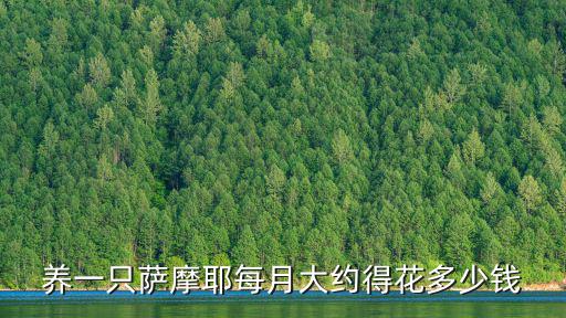 在山東薩摩耶犬多少錢一只,純種薩摩耶多少錢