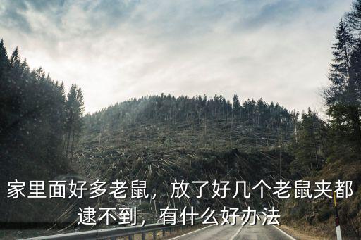 東莞的老鼠太多了怎么辦,倉庫老鼠太多了