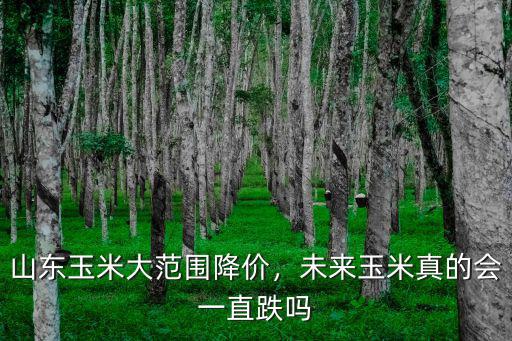 山東玉米大范圍降價(jià)，未來玉米真的會(huì)一直跌嗎