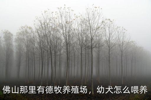 佛山那里有德牧養殖場，幼犬怎么喂養