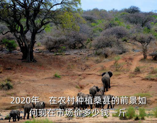 廣東桑葚市場價多少錢一斤,在農村種植桑葚的前景如何