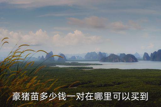 廣東哪里有豪豬種苗買,養殖豪豬有什么要點