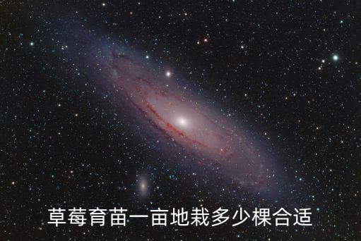 淄博奶油草莓苗一畝地種植多少棵,草莓育苗一畝地栽多少棵合適