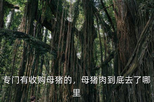 廣州哪里有收豬肉的,專門有收購母豬的