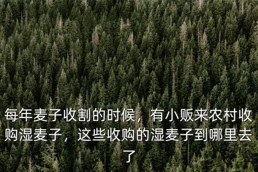 每年麥子收割的時候，有小販來農村收購濕麥子，這些收購的濕麥子到哪里去了